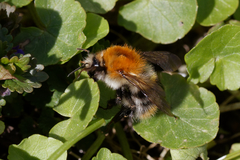 Bombus pascuorum