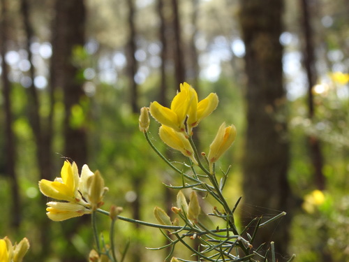 Stauracanthus genistoides