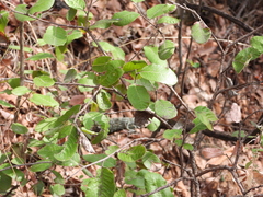 Rhus standleyi