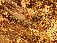 Dendrophagus crenatus