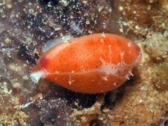 Purpuradusta microdon