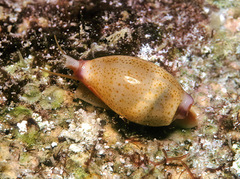 Purpuradusta microdon