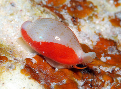 Purpuradusta microdon