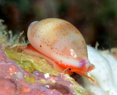 Purpuradusta microdon