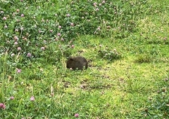 Cavia aperea anolaimae