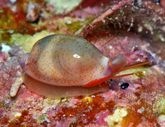 Purpuradusta microdon
