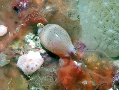 Purpuradusta microdon