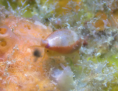 Purpuradusta microdon