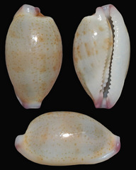 Purpuradusta microdon
