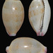 Purpuradusta microdon - Photo (c) uwkwaj, algunos derechos reservados (CC BY-NC), subido por uwkwaj