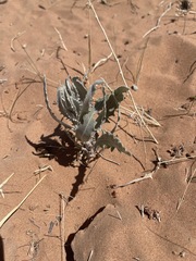 Dimorphocarpa wislizeni