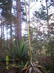 Furcraea guatemalensis