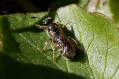 Halictidae