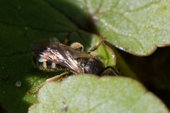 Halictidae