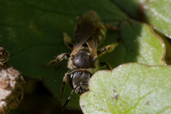 Halictidae