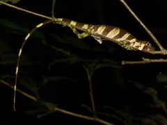 Anolis transversalis