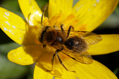 Andrena