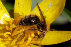 Andrena