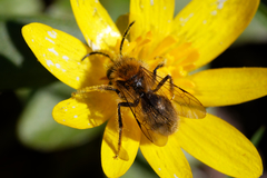 Andrena