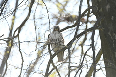 Buteo jamaicensis