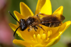 Andrena chrysosceles