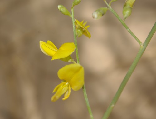 Spartidium saharae