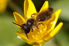 Andrena chrysosceles