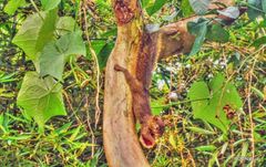 Sciurus aestuans ingrami