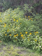 Helianthus debilis