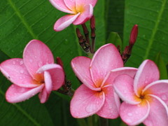 Plumeria
