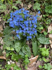 Omphalodes cappadocica