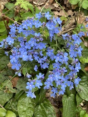 Omphalodes cappadocica