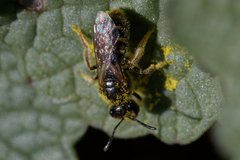 Halictidae