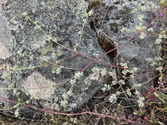 Corrigiola telephiifolia