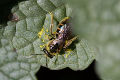 Halictidae