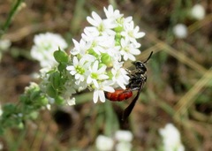 Sphecodes gibbus