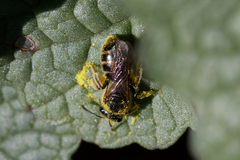 Halictidae