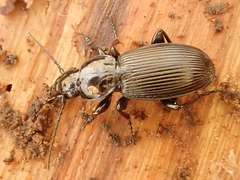 Pterostichus aethiops