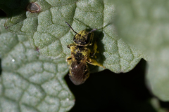 Halictidae
