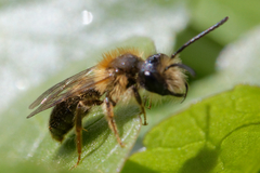 Andrena