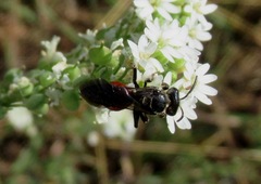 Sphecodes gibbus