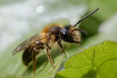 Andrena