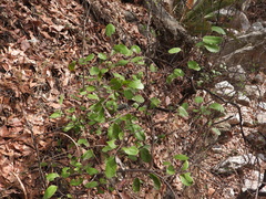 Rhus standleyi