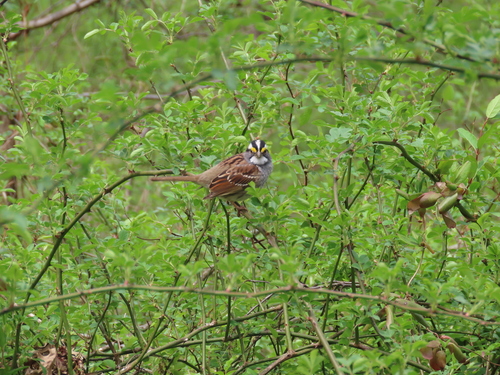 White-throated Sparrow photographed in New Jersey