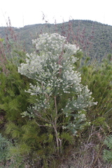 Phylica pinea