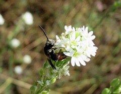 Sphecodes gibbus