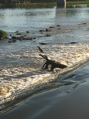 Nycticorax nycticorax