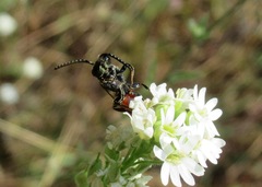 Sphecodes gibbus