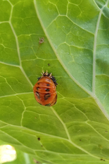 Harmonia axyridis