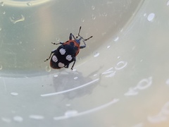 Megabaris quadriguttata
